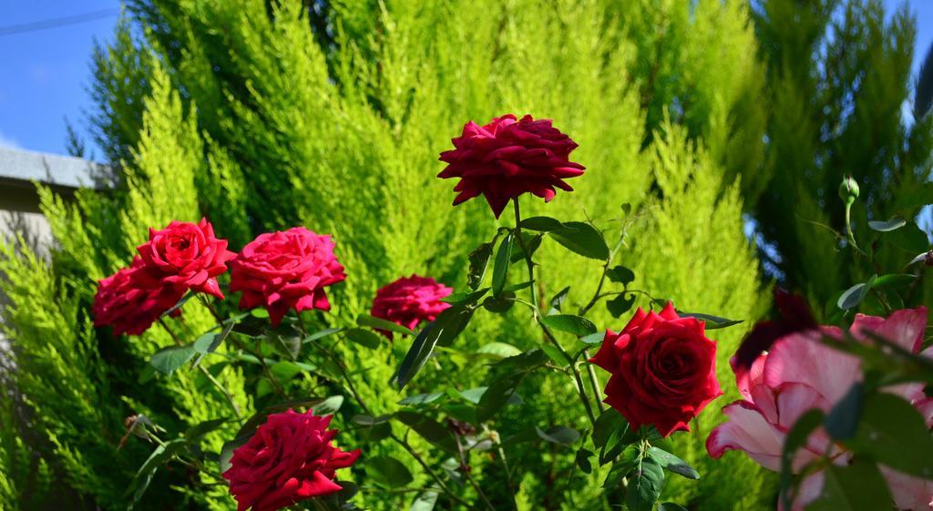 La Casa Delle Rose Room With Air Conditioning La Spezia Zewnętrze zdjęcie